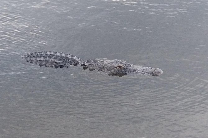 Air Boat Tour of Palm Beach in The Swamp Monster