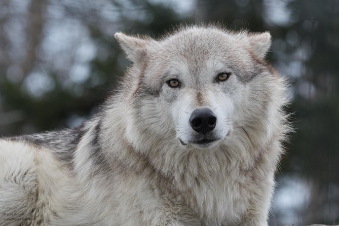 Alaska Wildlife Day Tour With Free Hotel Pickup