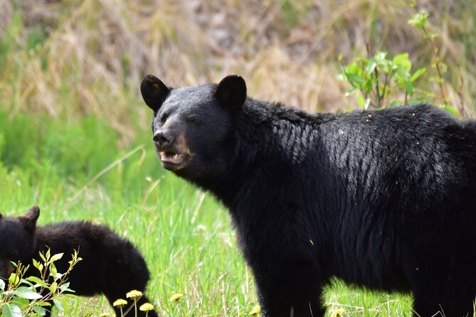 Alaska Wildlife Safari and Sightseeing Tour