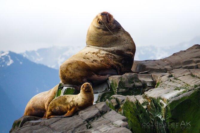 Alaska Wildlife Tour in Kachemak Bay - Tour Overview and Details