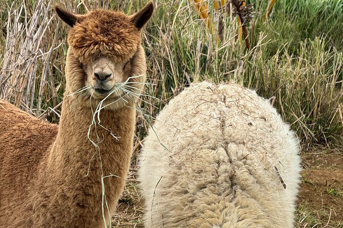Alpaca Farm Experience on the Road to Hana