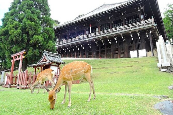 Arashiyama, Yasaka Shrine, Hanamikoji Todaiji Day Tour From Osaka