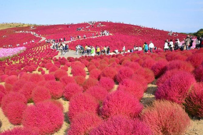 Autumn Flowers at Hitachi Seaside Park 1 Day From Tokyo