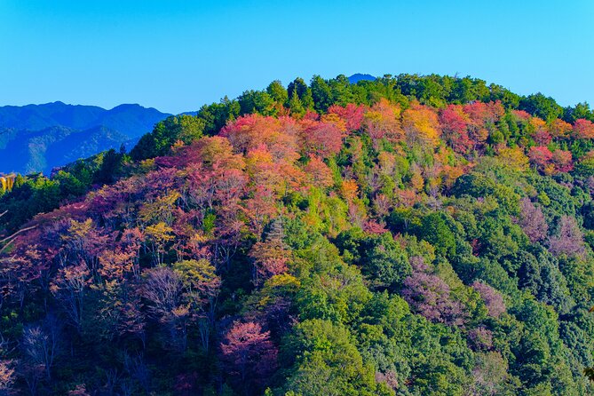Autumn Leaves Buddha and Mt.Yoshino With Orange Picking Tour