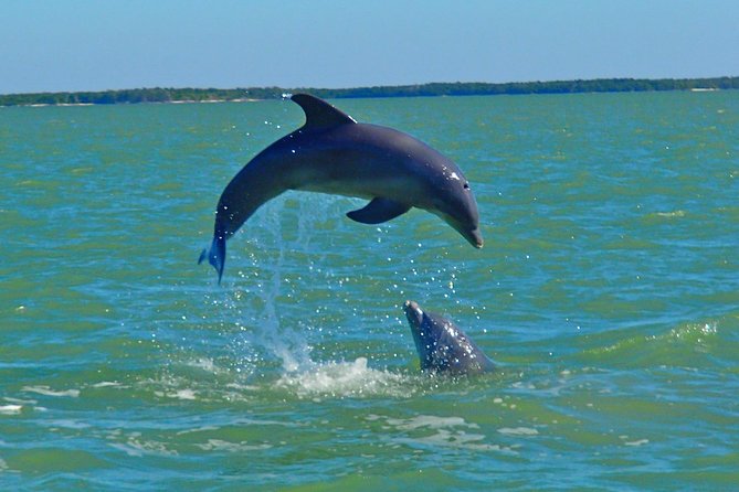 Avis Premium Dolphin Tour by Jet Ski