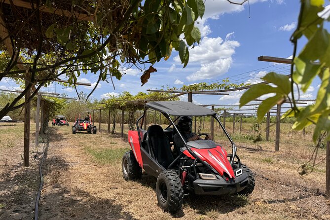 Bamboo Dune Buggy Tour