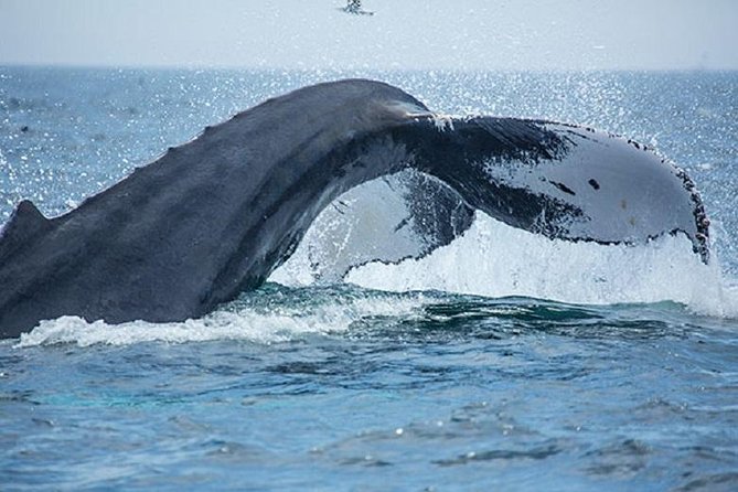 Boston Whale Watching Cruise by High-Speed Catamaran