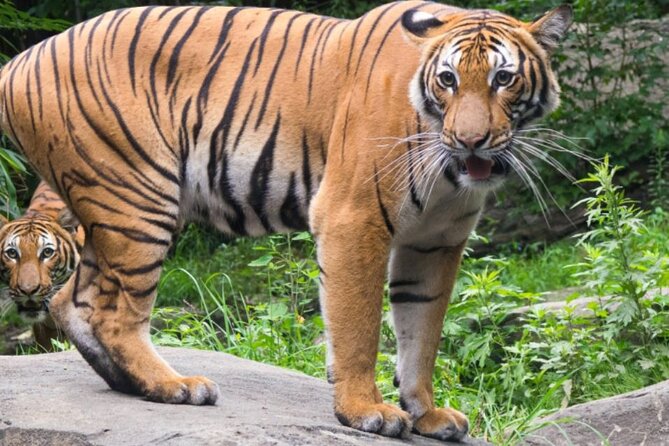 Bronx Zoo Admission Ticket - Overview and Admission Details