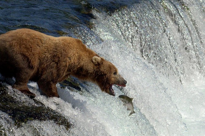 Brooks Falls Katmai Bear Viewing in a Float Plane - Overview of the Bear Viewing Experience