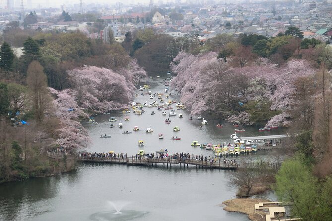 Cherry Blossom Guided Tour At Inokashira Park Kichijoji - Tour Overview