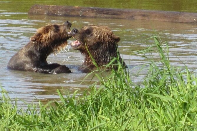 City and Wildlife Conservation Center Tour in Anchorage, Alaska