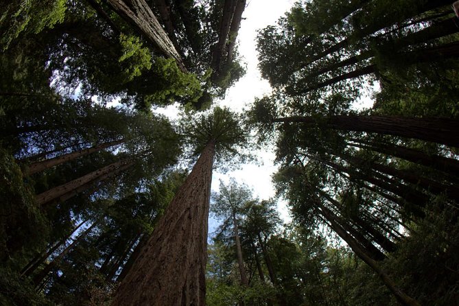 Combo Small-Group Tour: SF City Plus Muir Woods & Sausalito