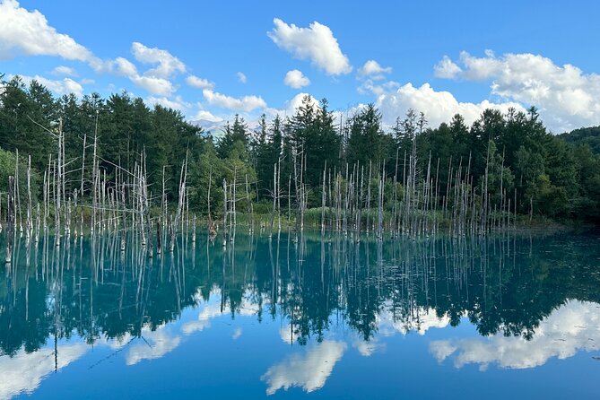 Day Tour to Asahiyama Zoo Biei Blue Pond Furano by Private Car