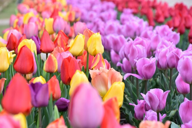 Day Trip Ashikaga Flower Park by Private Car From Tokyo