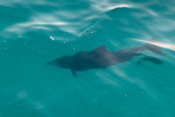 Destin Harbor Sunset Eco Dolphin Cruise