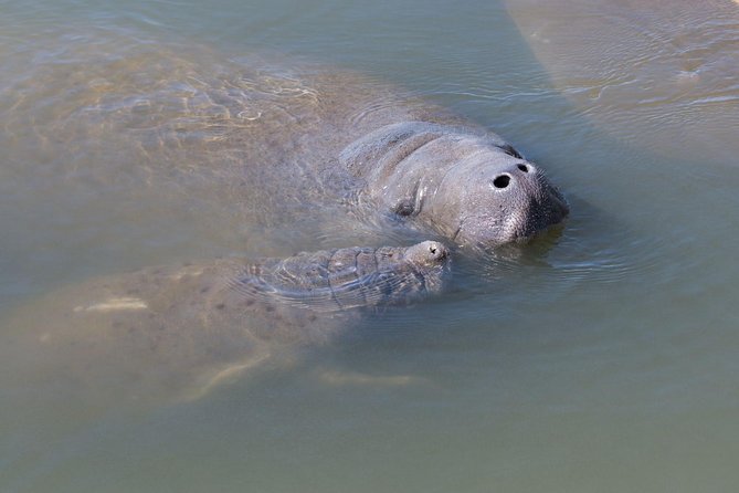 Dolphin & Manatee Kayaking Tour in Orlando Area - Tour Overview