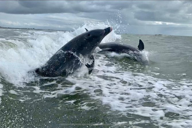 Dolphin Tours – Fort Myers Beach / Naples