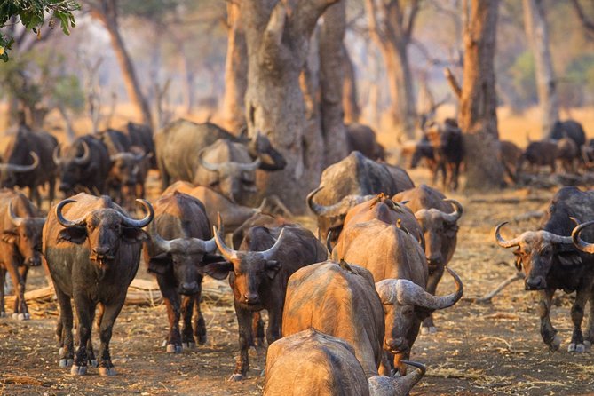 Durban: Big 5 Luxury Safari at an Award Winning Game Reserve — Zeiss Binoculars - Overview and Details