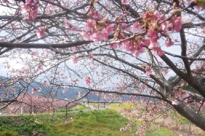 Early Blooming Cherry Blossoms & Fruit Picking 1DAY Tour
