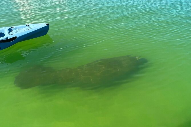 Elite Hobie Kayak Experience: Ultimate Premium Eco Adventure!