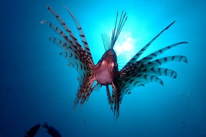 Enjoy Diving in Izu,Discover Scuba Diving for Nondiver.