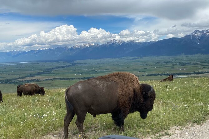 Flathead Lake & Bison Range Scenic Driving Tour - Overview of the Tour