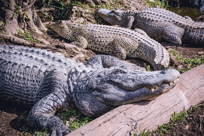 Florida Everglades Airboat Adventure Plus Miami Biscayne Bay Cruise