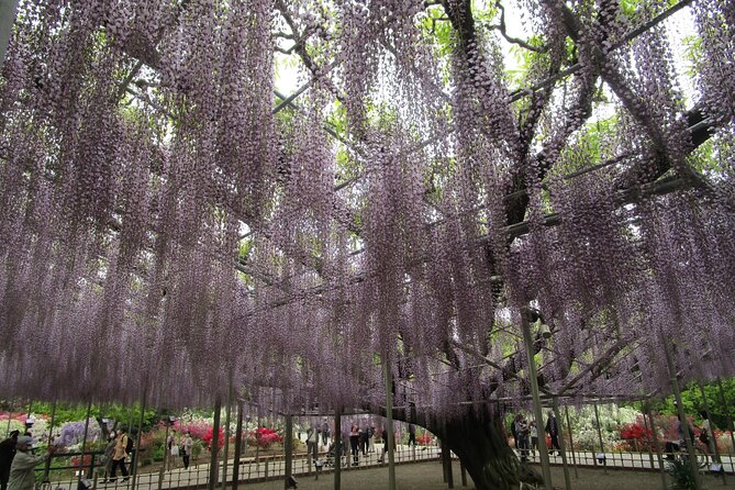 For a Limited Time, Wisteria Festival Ashikaga, 2-12 Guests