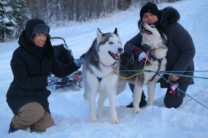 Free Pickup – Alaskan Husky Dog Sledding With Free Photo Service