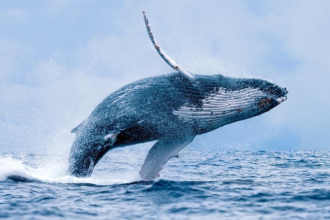 From Maalaea Harbor, Maui: Whale Watch Cruise Aboard Malolo