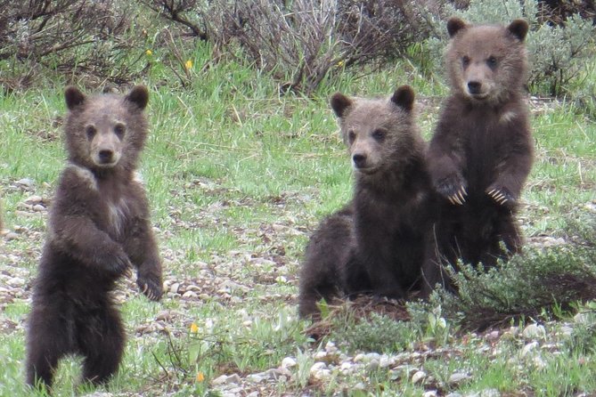 Grand Teton National Park – PRIVATE Full-Day Tour From Jackson Hole