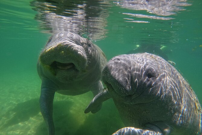 Guided Crystal River Manatee Snorkeling Tour