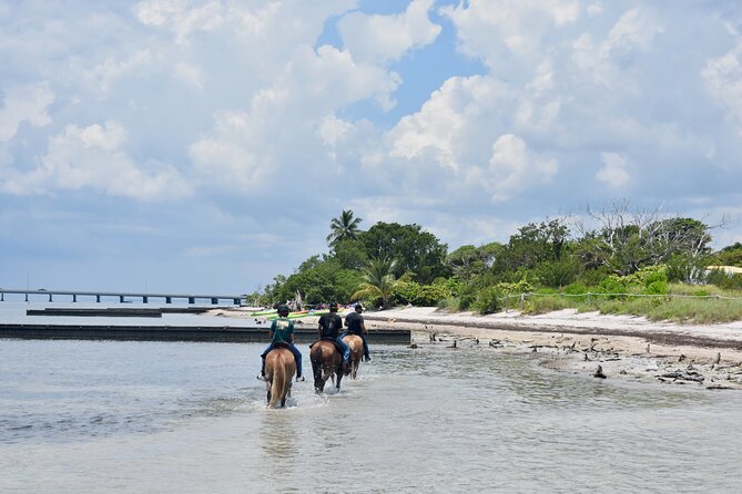 Guided Horseback Riding on The Pristine Waters of Miami Florida