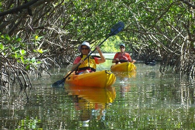 Guided Kayak Dolphin Eco Tour in Pelican Bay