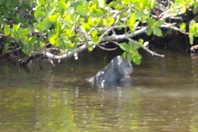 Guided Kayak Tour With Manatee & Dolphin Sightings
