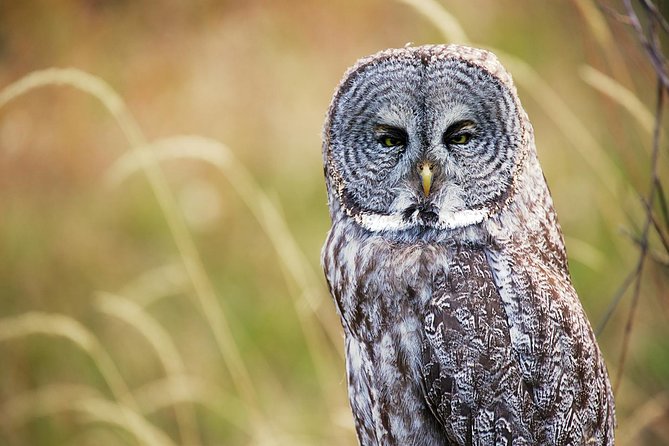Half Day Private Sunrise Wildlife Safari