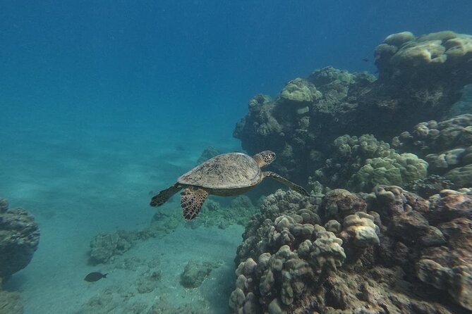 Hanauma Bay Guided Snorkeling Tour With Transportation