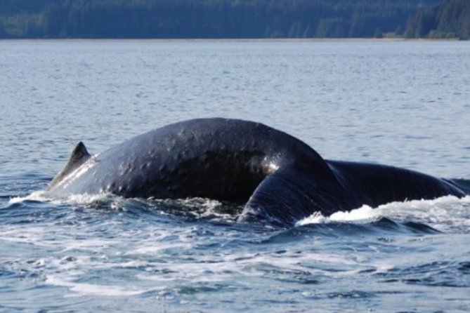 Icy Strait Shore Excursion: Whale Watching Adventure Tour - Overview of the Whale Watching Adventure Tour