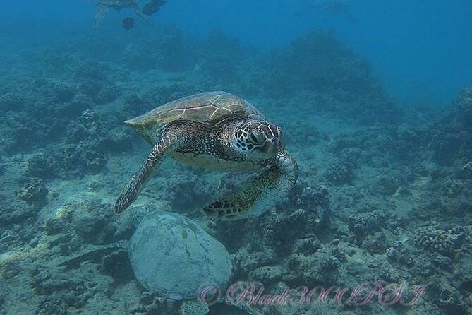 Incredibly Fun 2-Tank Boat Dive From Waikiki -Beginners Welcome