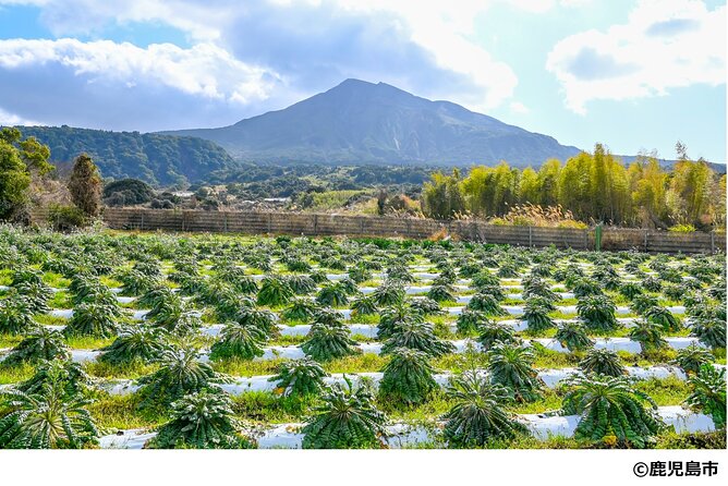 Kagoshima Nature and Food Culture Private Tour
