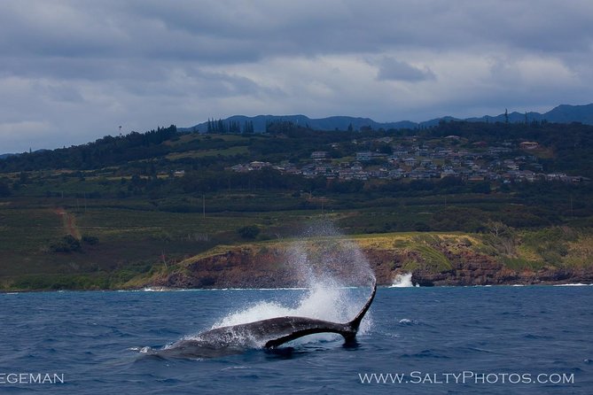 Kauais Ultimate South Side Whale & Dolphin Zodiac Boat Adventure
