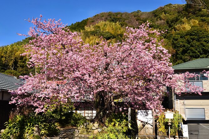 Kawazu Cherry Blossom Sightseeing Tour