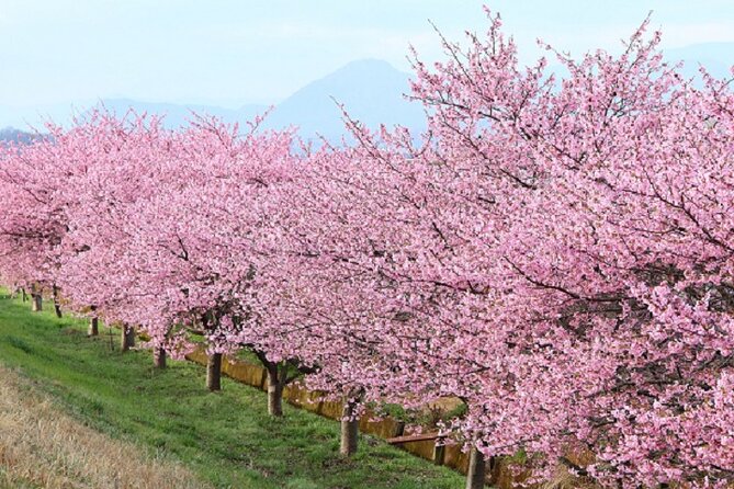 Kawazu-zakura Cherry Blossom Festival & Fruit Picking