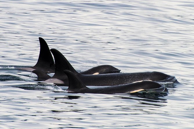 Kenai Fjords Orca Quest Cruise