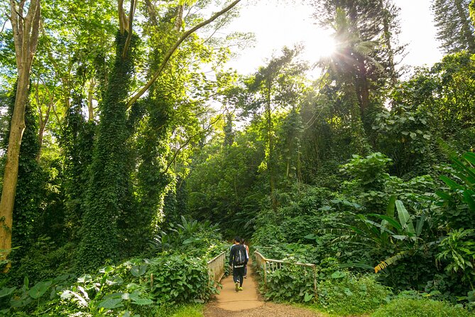 Manoa Waterfall Hike From Waikiki With Healthy Lunch Included