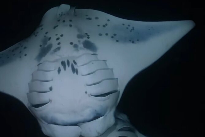 Manta Ray Night Snorkel – GUARANTEED Sightings – Kona, Hawaii