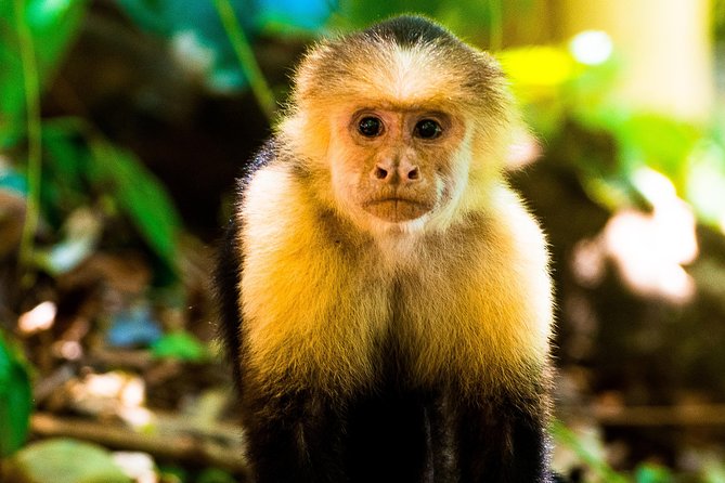 Manuel Antonio National Park, PRIVATE Day Tour From Jaco - Tour Overview and Features