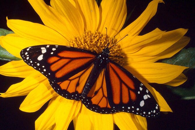Maui Butterfly Garden – 1st Stop on the Road to Hana!