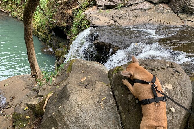 Maui Magical Waterfall and Jungle Tour: Road to Hana