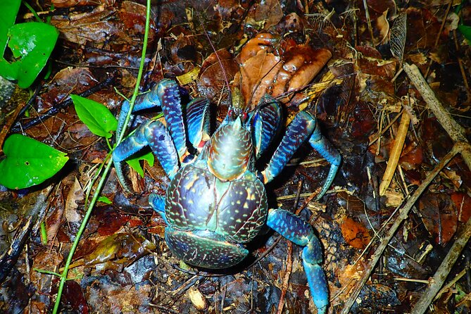 Miyako Island Jungle Night Tour and Starry Sky Viewing - Meeting Point and Transportation